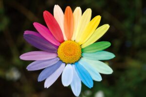 marguerite, daisy, rainbow colors-6374662.jpg
