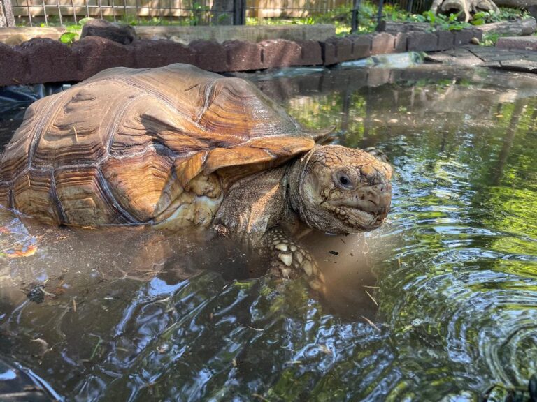 squishy in pond