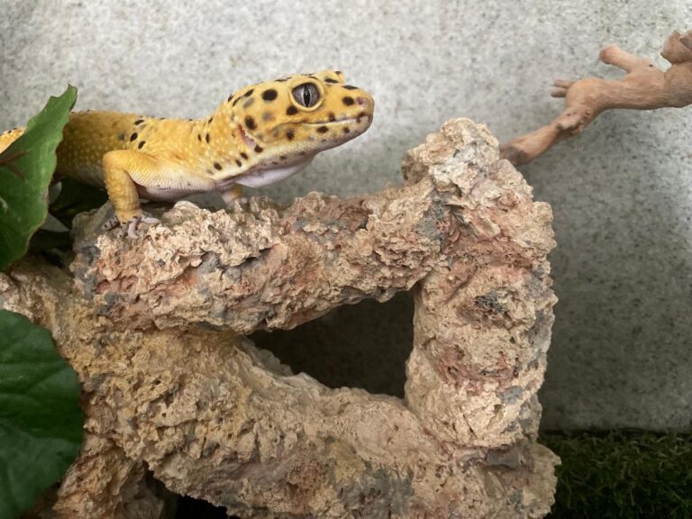 geckos