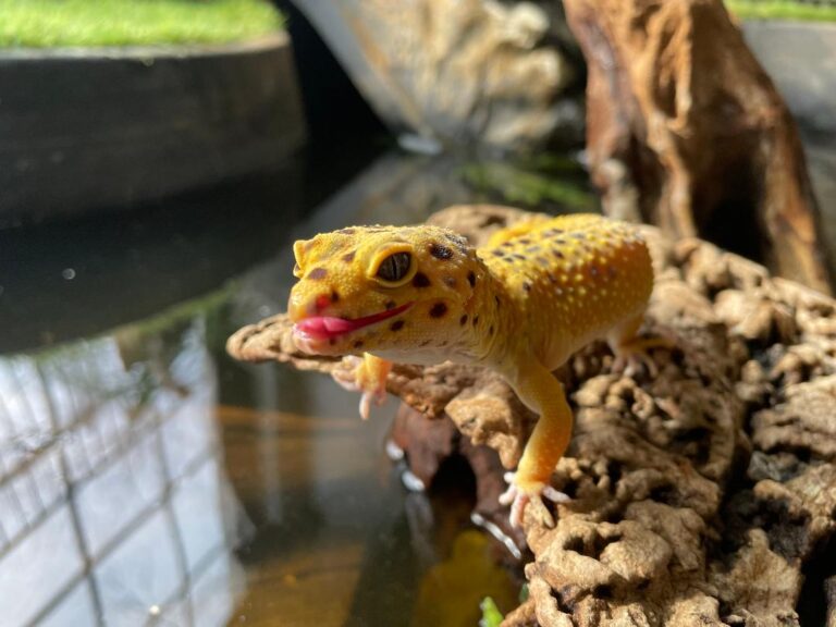 geckosss