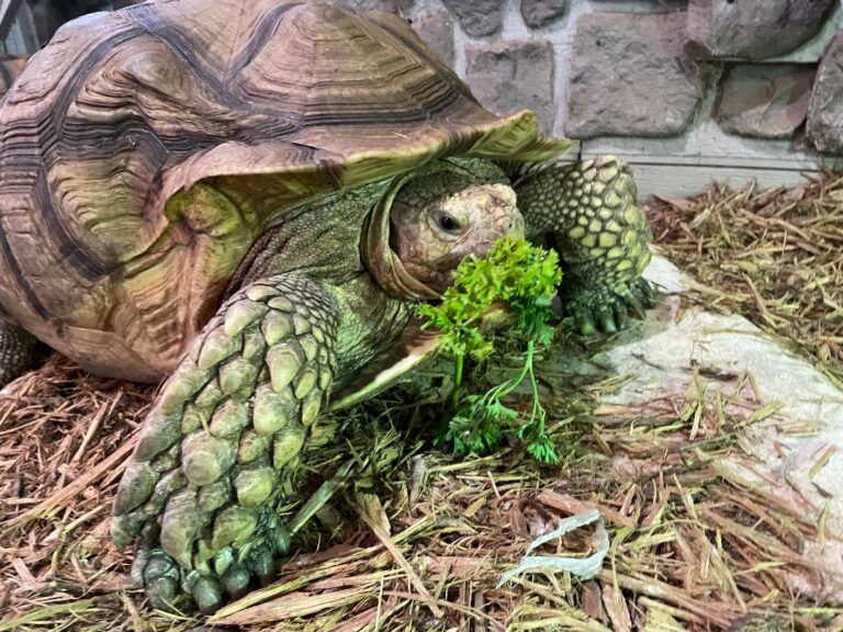 parsley squishy