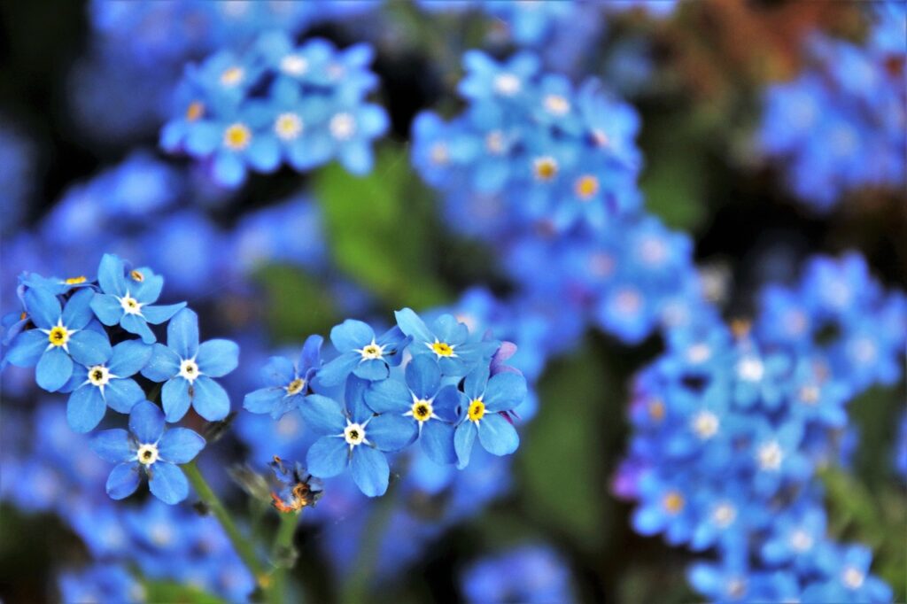 blue, forget-me-nots, flower-3374250.jpg