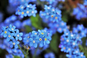blue, forget-me-nots, flower-3374250.jpg